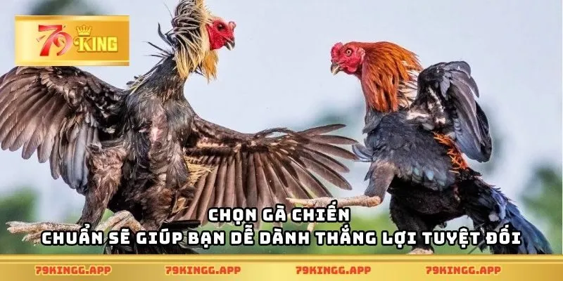 Chọn gà chiến chuẩn sẽ giúp bạn dễ dành thắng lợi tuyệt đối