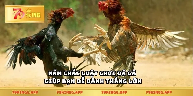 Nắm chắc luật chơi đá gà giúp bạn dễ dành thắng lớn