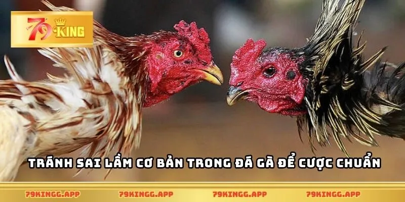 Tránh sai lầm cơ bản trong đá gà để cược chuẩn